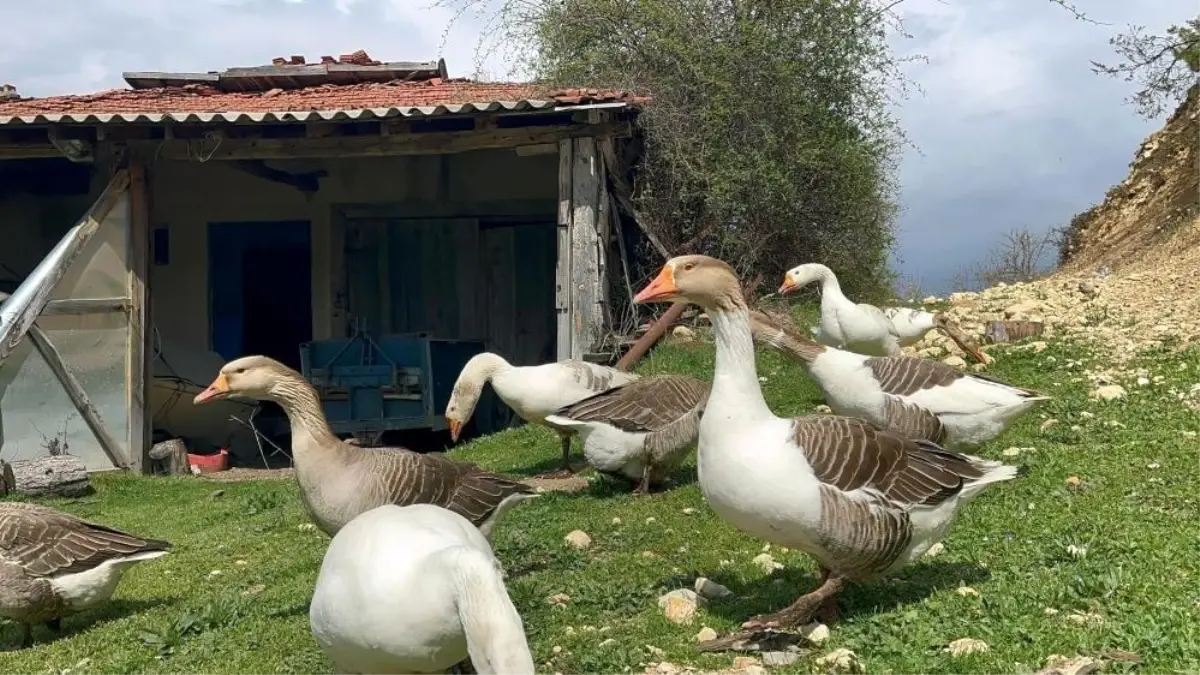 karsli-ufuk-guner-almanyadan-kaz-tuyu-ihracatina-geciyor-W9qtLrOP.jpg