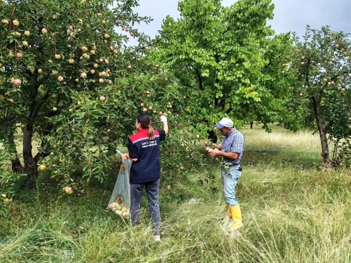 kagizmanda-elma-bahcelerinde-pestisit-denetimi-yapildi-39zklm3s.jpg