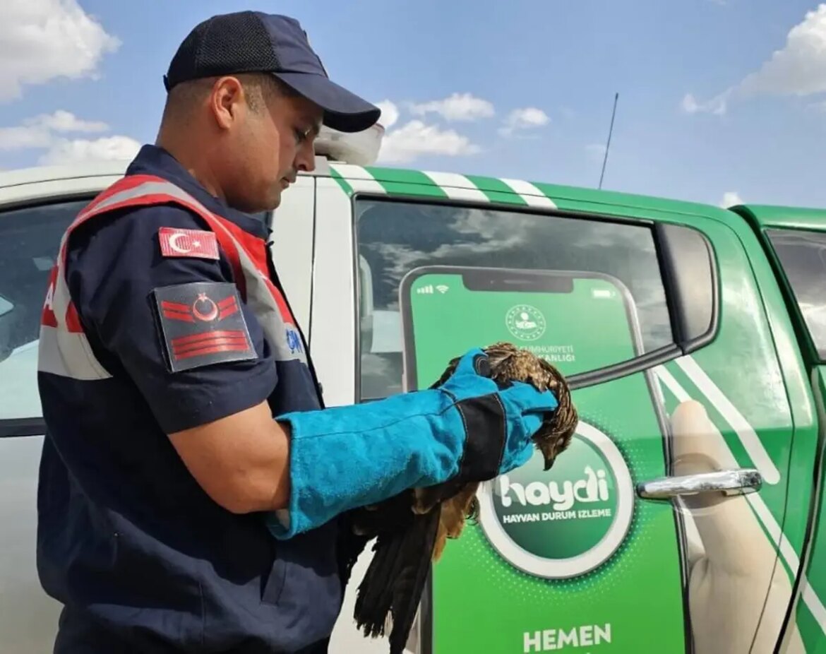 musta-yarali-kartal-tedavi-altina-alindi-9y46gNx1.jpg